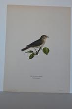 TUINFLUITER "SYLVIA BORIN" Vogel Mooie kwaliteit Litho VB8, Antiek en Kunst, Kunst | Litho's en Zeefdrukken, Verzenden