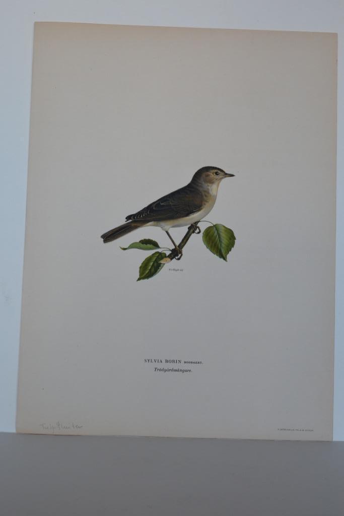 TUINFLUITER "SYLVIA BORIN" Vogel Mooie kwaliteit Litho VB8, Antiek en Kunst, Kunst | Litho's en Zeefdrukken, Verzenden