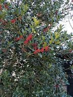 Hulst takken met rode bessen, Ophalen of Verzenden