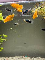 Jonge Platy visjes -Tegen kleine vergoeding voor spaarpot, Dieren en Toebehoren, Vissen | Aquariumvissen, Vis