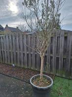 Mooie Olijfboom (250-300cm) te koop, Bloeit niet, Olijfboom, 250 tot 400 cm, Ophalen