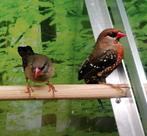 Tijgervinken prachtig koppel., Dieren en Toebehoren, Vogels | Overige Vogels, Meerdere dieren, Tropenvogel
