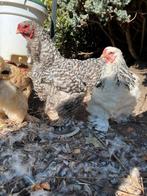 Overjarige brahma’s, Dieren en Toebehoren, Pluimvee, Meerdere dieren, Kip