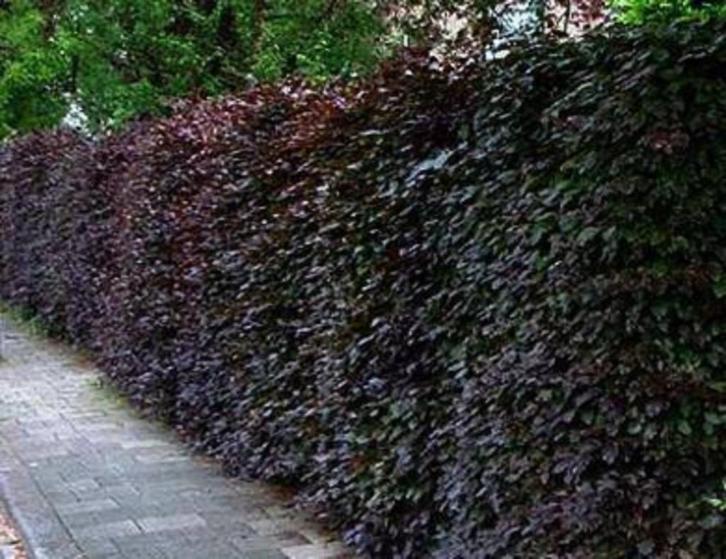 Rode bladhoudende beukenhagen, beukhaag, fagus, Tuin en Terras, Planten | Struiken en Hagen, Beukenhaag, Ophalen of Verzenden