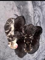 Kittens, Meerdere dieren, Gechipt