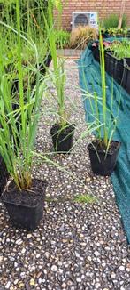 Molinia Pijpestrootje, Tuin en Terras, Ophalen, Volle zon, Vaste plant, Siergrassen