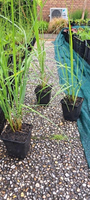 Molinia Pijpestrootje beschikbaar voor biedingen