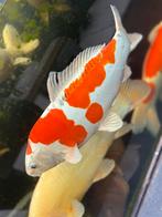 Yamatonishiki. 40cm, Karper of Koi