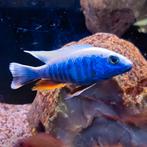 Sciaenochromis ahli, Dieren en Toebehoren, Vis