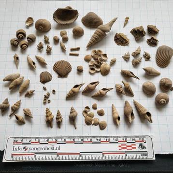 Fossiele schelpen Miste Mioceen oude verzameling  beschikbaar voor biedingen