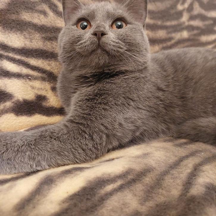 Elegant British Shorthair Lady-Smart, Beautiful &  hunter, Dieren en Toebehoren, Katten en Kittens | Raskatten | Korthaar, Poes