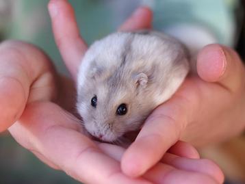 Jonge Kleine Russische Dwerg Hamsters