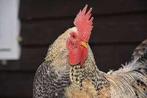 GROTE HANEN..........................., Dieren en Toebehoren, Pluimvee, Mannelijk, Kip