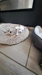 Chihuahua pup, Dieren en Toebehoren, Honden | Chihuahua's en Gezelschapshonden, België, Particulier, Reu, 8 tot 15 weken