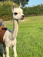 Unieke bonte alpaca merrie met bayblack hengstveulen, Dieren en Toebehoren, Overige Dieren, Oktober, Meerdere dieren