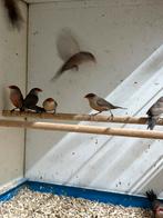 Koppel Sint helenafazantjes, Dieren en Toebehoren, Vogels | Overige Vogels, Meerdere dieren