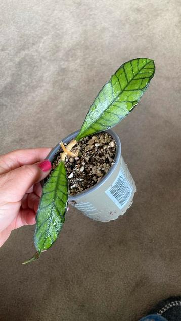 Hoya Kalimantan beschikbaar voor biedingen
