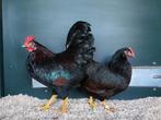 Barnevelder krielen | Jonge kippen | Passend advies!, Dieren en Toebehoren, Meerdere dieren, Kip
