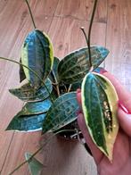 Hoya Latifolia, Ophalen of Verzenden, Halfschaduw, Minder dan 100 cm