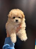 Klein Doodle Toy poedel X Mini Pommeranian  Mag nu weg!, Dieren en Toebehoren, Poedel, Rabiës (hondsdolheid), 8 tot 15 weken, Meerdere