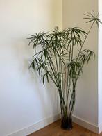Mooie PAPYRUS, Huis en Inrichting, Kamerplanten, Minder dan 100 cm, Ophalen of Verzenden, Halfschaduw