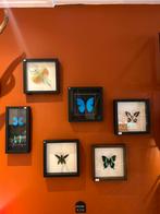 Ruim assortiment taxidermie bij De Schatkelder, Huis en Inrichting, Woonaccessoires | Lijsten, Ophalen of Verzenden, Hout, Minder dan 50 cm