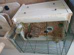 Leuke cavia te koop, Dieren en Toebehoren, Knaagdieren, Juli, Mannelijk, Cavia