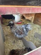 Zijdehoender- en kaalnek haan, Dieren en Toebehoren, Mannelijk, Kip