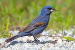 Gezocht noord Amerikaanse blauwe bisschop man, Dieren en Toebehoren, Vogels | Overige Vogels, Tropenvogel