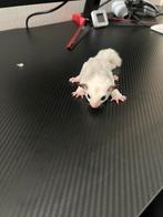 2 sugar gliders te koop!, Dieren en Toebehoren, Juni, Meerdere dieren, Overige typen, Tam