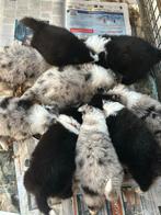 Border collie pups, Dieren en Toebehoren, België, Fokker | Hobbymatig, CDV (hondenziekte), 8 tot 15 weken