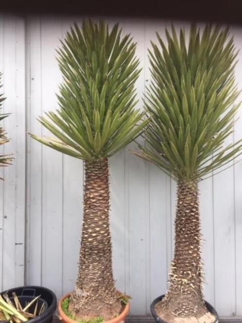 Yucca Filifera 250- 300 cm hoog inclusief de pothoogte, Tuin en Terras, Planten | Bomen, Palmboom, 250 tot 400 cm, Volle zon, Zomer