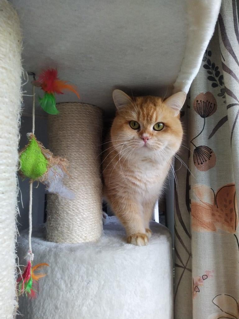 Dekkater, Dieren en Toebehoren, Katten en Kittens | Dekkaters, 0 tot 2 jaar