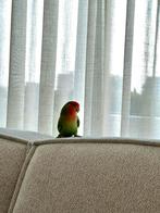 Agapornis, Dieren en Toebehoren, Vogels | Parkieten en Papegaaien, Mannelijk, Dwergpapegaai of Agapornis, Tam