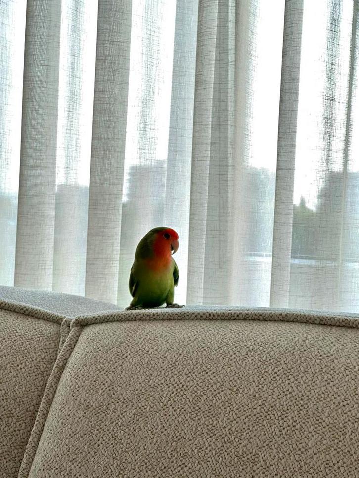 Agapornis, Dieren en Toebehoren, Vogels | Parkieten en Papegaaien, Dwergpapegaai of Agapornis, Mannelijk, Tam