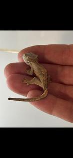 Nakweek Wimpergekko wimper gekko - Correlophus ciliatus, Dieren en Toebehoren, Hagedis, 0 tot 2 jaar