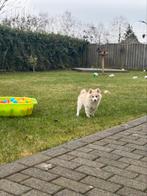 pomsky F2 teefje met epr (mag het nest verlaten), Dieren en Toebehoren, Honden | Poolhonden, Keeshonden en Oertypen, België, Fokker | Hobbymatig