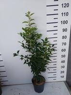 Portugese laurier/Lusitanica/Laurierkers/Pot 60/80 cm, Ophalen, Laurier, Haag, Minder dan 100 cm