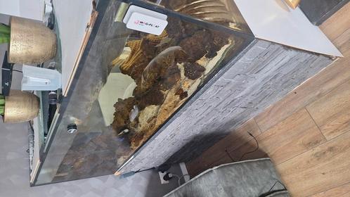 Gratis zee aquarium, Dieren en Toebehoren, Vissen | Aquariumvissen, Vis