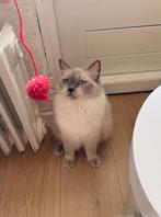 Ragdoll poes herplaatser, Dieren en Toebehoren, Katten en Kittens | Raskatten | Langhaar, Poes, Gechipt
