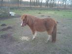 ponny, Merrie, A pony (tot 1.17m), 3 tot 6 jaar, Gechipt