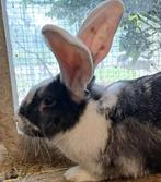 Duitse reuzen, Dieren en Toebehoren, Konijnen, Mannelijk, Groot, 0 tot 2 jaar