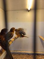Rood zwart, Meerdere dieren, Kleurkanarie