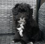 Lieve Pomapoo Pomperiaan x Toy poedel Pup, Dieren en Toebehoren, Honden | Chihuahua's en Gezelschapshonden, Poedel, Reu, Eén hond