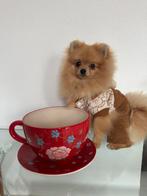 Pomeranian Boo teacup pomeriaan meisje FCI mini bear, Dieren en Toebehoren, Nederland, Rabiës (hondsdolheid), Overige rassen, 8 tot 15 weken