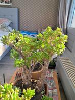 Stekjes van de crassula ovata / coral, Huis en Inrichting, Ophalen, Volle zon, Minder dan 100 cm