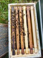 Bijenvolk zesramer, Dieren en Toebehoren, Insecten en Spinnen, Bijen