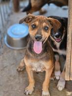 Pup Olmo zoekt een baasje, Dieren en Toebehoren, Honden | Niet-rashonden, Rabiës (hondsdolheid), 15 weken tot 1 jaar, Buitenland
