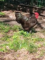 Australorp kriel zwart 5 hennen plus haan, Dieren en Toebehoren, Pluimvee, Meerdere dieren, Kip