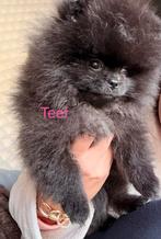 Pomeriaan pups, Dieren en Toebehoren, Keeshond, 8 tot 15 weken, Meerdere, Meerdere dieren